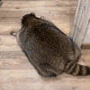 萌宠 猫咪 爬行 呆萌 可爱