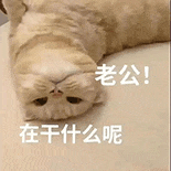 萌宠 猫咪 老公在干什么呢 呆萌 可爱
