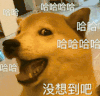 萌宠 狗狗 没想到吧 呆萌 可爱