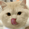 萌宠 猫咪 盯 呆萌 可爱