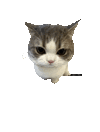 萌宠 猫咪 生气 呆萌 可爱