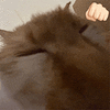 萌宠 猫咪 拳 呆萌 可爱