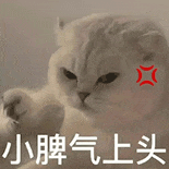 萌宠 猫咪 小脾气上头 呆萌 可爱