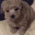萌宠 狗 可怜 呆萌 可爱