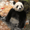 比心 爱你 可爱 沙雕 逗