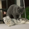 萌宠 猫咪 按摩 呆萌 可爱