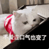 萌宠 猫咪 不爱连口气也变了 呆萌 可爱