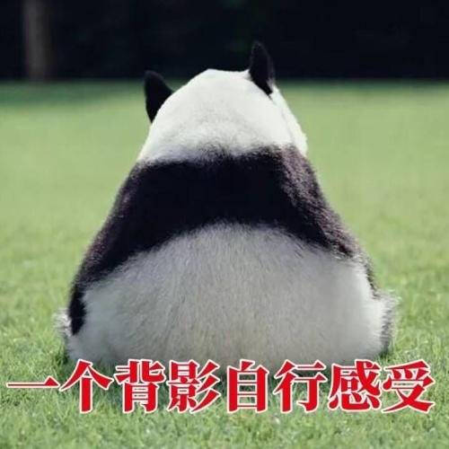 用熊猫背影做头像的人图片