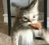 萌宠 猫咪 吃 呆萌 可爱