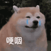 萌宠 狗狗 哽咽 呆萌 可爱