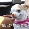 萌宠 汪星人 我乖巧的微笑着 开心 呆萌 可爱