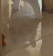 萌宠 猫咪 伸懒腰 呆萌 可爱