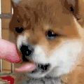 萌宠 狗 吃 呆萌 可爱