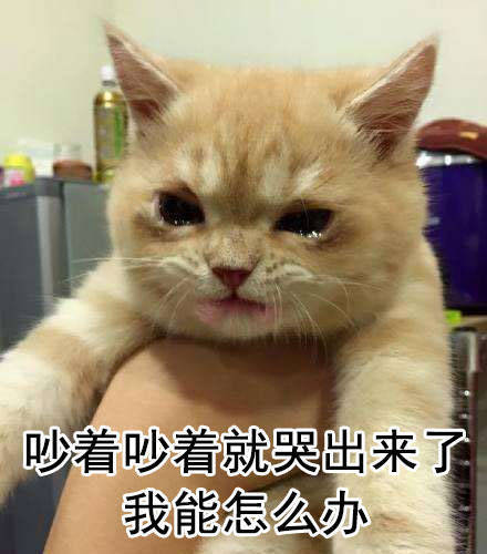 猫咪无奈的表情包图片图片