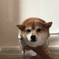 萌宠 狗狗 划水 呆萌 可爱