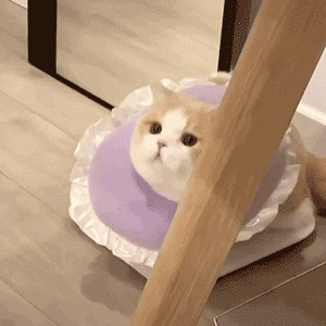 萌宠 猫咪 咆哮 呆萌 可爱