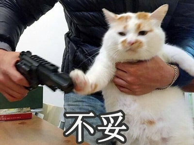 猫咪拿枪图片