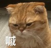 萌宠 猫星人 委屈巴巴 可怜 呆萌 可爱