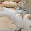 萌宠 猫咪 小白兔 呆萌 可爱