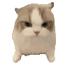 萌宠 猫咪 生气 呆萌 可爱