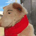萌宠 狗狗 傻 呆萌 可爱