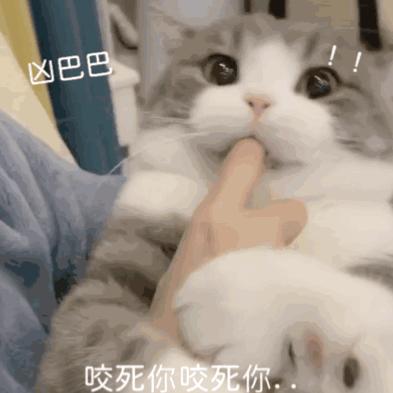 猫咪咬人表情包图片