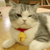 萌宠 猫咪 抓头 呆萌 可爱