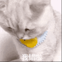 萌宠 猫咪 我错啦 呆萌 可爱