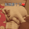 萌宠 猫咪 我想那个了 呆萌 可爱
