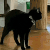 萌宠 猫咪 吓 呆萌 可爱