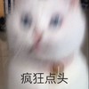 萌宠 猫星人 疯狂点头 赞同 呆萌 可爱