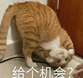 萌宠 猫咪 给个机会 呆萌 可爱