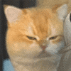 萌宠 猫咪 不开心 呆萌 可爱