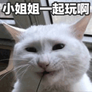 沙雕猫