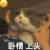 萌宠 猫咪 上头 呆萌 可爱