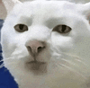 萌宠 猫咪 盯 呆萌 可爱