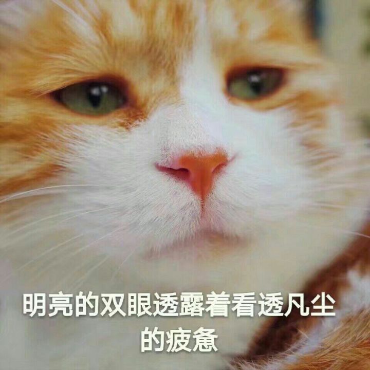 猫猫眼表情包图片