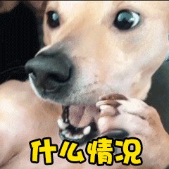 狗哽咽表情包gif图片