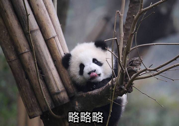 熊猫国宝大熊猫萌宠萌物gif动图