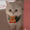 萌宠 猫咪 盯 呆萌 可爱