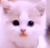 萌宠 猫咪 好奇 呆萌 可爱