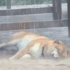 萌宠 狗狗 下雨 呆萌 可爱