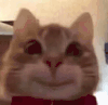 萌宠 猫咪 开心 呆萌 可爱