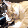 萌宠 猫咪 吃的 呆萌 可爱