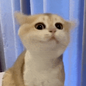 猫咪 摇头 可爱 逗