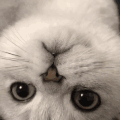 萌宠 猫咪 看着你 呆萌 可爱