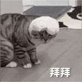 萌宠 猫咪 拜拜 呆萌 可爱
