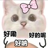 猫咪 可爱 大肚子猫咪 日常