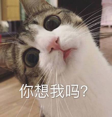 好奇的表情包小猫图片