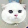 萌宠 猫星人 不开心 生气 呆萌 可爱